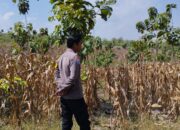 Polri Dukung Astacita, Bhabinkamtibmas Desa Ngawun Polsek Parengan Polres Tuban Cek Lokasi Tanaman Jagung milik warga Di Desa Ngawun Kec. Parengan