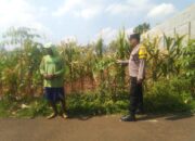 Bhabinkamtibmas Desa Kembangbilo Pererat Kemitraan dengan Petani Melalui Monitoring Lahan Jagung