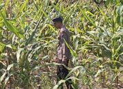 Polsek Widang Polres Tuban Pengecekan Tanaman jagung milik Warga di Desa Sumberjo