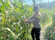 POLSEK BANGILAN DUKUNG KETAHANAN PANGAN, PERSONEL POLRI MONITORING TANAMAN JAGUNG DI WILAYAH BANGILAN