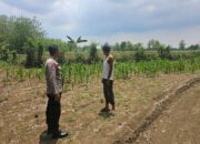 Polsek Jatirogo Cek Lahan Produktif di Desa Jombok, Dukung Ketahanan Pangan Nasional