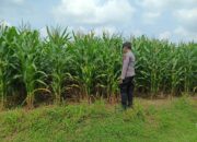 Polsek Tambakboyo Polres Tuban Turun Cek Tanaman jagung Warga di Desa Pulogede