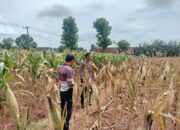 Polri Dukung Astacita, Polsek Palang Polres Tuban Turun Cek Tanaman jagung milik Warga di Desa Dawung
