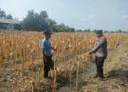 Polri Dukung Astacita, Polsek Rengel Polres Tuban Turun Cek Tanaman Jagung Warga di Desa Kebonagung