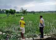 Perkuat Ketahanan Pangan, Bhabinkamtibmas Desa Tolo’oi Dampingi Petani dan Motivasi Pemanfaatan Lahan