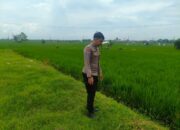 Polri Dukung Astacita, Polsek Merakurak Polres Tuban Turun Cek Tanaman Padi Warga di Desa Tobo