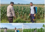 Polsek Soko polres Tuban Polda Jawa Timur Bergerak! Dukung Penuh Swasembada Pangan Presiden Prabowo Melalui Pendampingan Petani