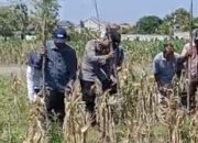 Dukung Astacita, Polsek Widang Melaksanakan Penanaman Jagung Bersama Petani