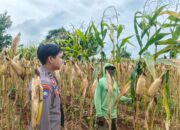 Polsek Tambakboyo Polres Tuban Turun Cek Tanaman jagung Warga di Desa Mander