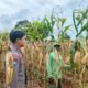 Polsek Tambakboyo Polres Tuban Turun Cek Tanaman jagung Warga di Desa Mander