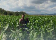 DUKUNG KETAHANAN PANGAN NASIONAL, BHABINKAMTIBMAS POLSEK MANGGELEWA PANTAU PERKEMBANGAN TANAMAN JAGUNG MILIK WARGA