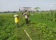 Bhabinkamtibmas Polsek Tuban Sambangi Petani Jagung di Desa Kembangbilo, Dukung Ketahanan Pangan Nasional