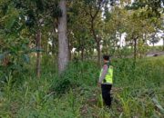 Polri Dukung Astacita, Polsek Rengel Polres Tuban Turun Cek Tanaman Jagung Warga di Desa Rengel