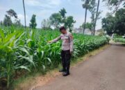 Polsek Montong Polres Tuban Turun Cek Tanaman jagung Warga di Desa Jetak