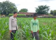 Polri Dukung Astacita, Polsek Palang Polres Tuban Turun Cek Tanaman jagung milik Warga di Desa Wangun