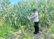 POLSEK BANGILAN DUKUNG PROGRAM KETAHANAN PANGAN MELALUI MONITORING TANAMAN JAGUNG