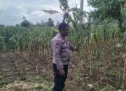 Kapolsek Jenu dan Bhabinkamtibmas Polsek Jenu Polres Tuban Turun ke Ladang, sambang lahan pertanian.