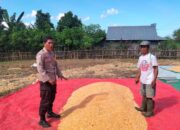 KAWAL KETAHANAN PANGAN, BHABINKAMTIBMAS POLSEK HU’U PASTIKAN KUALITAS HASIL PANEN JAGUNG WARGA