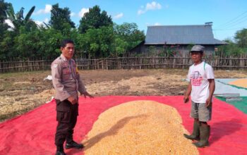 KAWAL KETAHANAN PANGAN, BHABINKAMTIBMAS POLSEK HU’U PASTIKAN KUALITAS HASIL PANEN JAGUNG WARGA