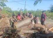 Sinergi TNI-Polri dan Instansi Terkait Evakuasi Pohon Tumbang di Jalur Lintas Sumbawa-Bima