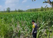 *Dalam rangka mendukung Program ASTACITA, Bhabinkamtibmas Desa Ngawun Polsek Parengan Polres Tuban cek lokasi tanaman jagung milik warga di Desa Ngawun Kec. Parengan*