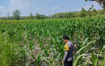 *Dalam rangka mendukung Program ASTACITA, Bhabinkamtibmas Desa Ngawun Polsek Parengan Polres Tuban cek lokasi tanaman jagung milik warga di Desa Ngawun Kec. Parengan*