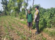 Hadir di Desa Binaan, Bhabinkamtibmas Sidonganti Pantau Perkembangan Tanaman Jagung Warga