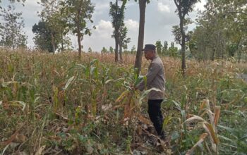Polsek Montong Polres Tuban Turun Cek Tanaman jagung Warga di Desa Jetak