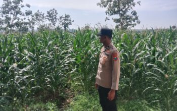 Polsek Singgahan Polres Tuban Turun Cek Tanaman jagung Warga di Desa Tingkis