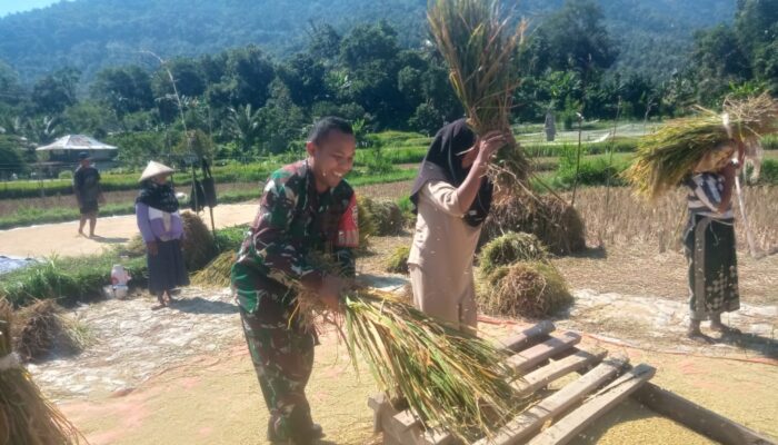 Babinsa Menggala Dampingi Petani Hadapi Panen Terdampak Cuaca