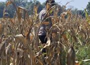 Bhabinkamtibmas Polsek Widang Monitoring Pertumbuhan Tanaman Jagung