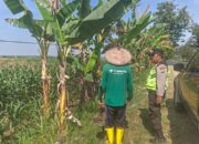 Polri Dukung Astacita, Polsek Rengel Polres Tuban Turun Cek Tanaman Jagung Warga di Desa Kebonagung
