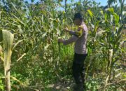 POLSEK BANGILAN DUKUNG PROGRAM KETAHANAN PANGAN NASIONAL MELALUI MONITORING TANAMAN JAGUNG