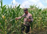 Dukung Astacita Presiden RI, Polisi Polsek Kenduruan Polres Tuban Turun Langsung Mengecek Tanaman Jagung Warga Petani