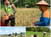 Polsek Soko polres Tuban Polda Jawa Timur Bergerak! Dukung Penuh Swasembada Pangan Presiden Prabowo Melalui Pendampingan Petani