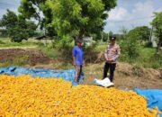 ​Dukung Ketahanan Pangan, Personel Polsek Bancar Monitoring Proses Penjemuran Jagung Petani Jatisari