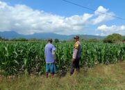 Dampingi Petani Jagung, Bhabinkamtibmas Desa Tarusa Tinjau Lahan Produktif Seluas 1 Hektar