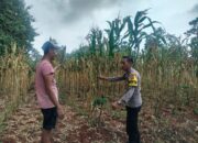 Polri Dukung Astacita, Polsek Palang Polres Tuban Turun Cek Tanaman jagung milik Warga di Desa Dawung