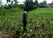 Polsek Grabagan polres Tuban Polda Jawa Timur Dukung Penuh Swasembada Pangan Presiden Prabowo Melalui Pendampingan Petani