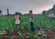 Sambangi Desa Binaan, Bhabinkamtibmas Monitoring Pertumbuhan Jagung Dukung Ketahanan Pangan Nasional