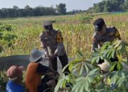 Polsek Widang Pendampingan Petani Jagung Di Desa Compreng
