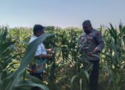 Anggota Bhabinkamtibmas Polsek Jenu Polres Tuban Turun ke Ladang, sambang lahan pertanian.