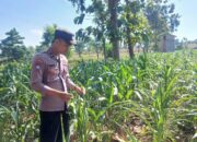 Polsek Tambakboyo Polres Tuban Turun Cek Tanaman jagung Warga di Desa Dikir