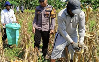 Bhabinkamtibmas Polsek Widang Pendampingan Petani Panen Jagung