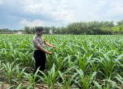 Mendukung Asta Cita Presiden di Bidang Pangan Bhabinkamtimas Desa Jatisari Polsek Senori Polres Tuban Monitoring Tanaman Jagung Warga Desa Binaan