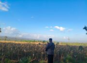 Polri Dukung Astacita, Bhabinkamtibmas Desa Ngawun Polsek Parengan Polres Tuban Cek Lokasi Tanaman Jagung milik petani Di Desa Ngawun Kec. Parengan