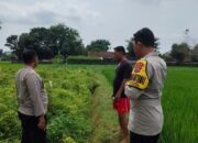 Polsek Plumpang Polres Tuban Turun Langsung Cek Tanaman Jagung Warga