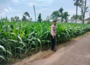 Polri Dukung Astacita, Polsek Palang Polres Tuban Turun Cek Tanaman jagung milik Warga di Desa Tasikmadu