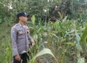 Kanit Binmas Polsek Kenduruan Polres Tuban Turun Langsung Cek Tanaman Jagung Warga, Dukung Astacita Ketahanan Pangan Nasional