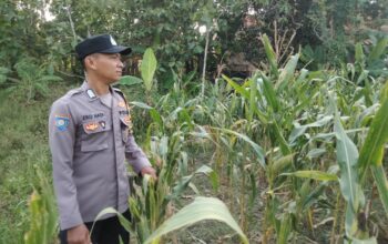 Kanit Binmas Polsek Kenduruan Polres Tuban Turun Langsung Cek Tanaman Jagung Warga, Dukung Astacita Ketahanan Pangan Nasional